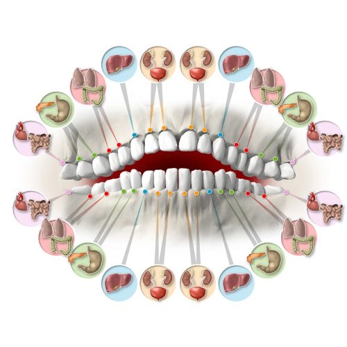 Mapa de la relación entre los dientes y los órganos del cuerpo